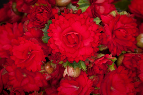 Närbild av Begonia 'Grace' (Begonia hiemalis) – röd julbegonia med dubbla, flikiga blommor och lång hållbarhet, idealisk inomhusväxt för julstämning på fönsterbrädan.
