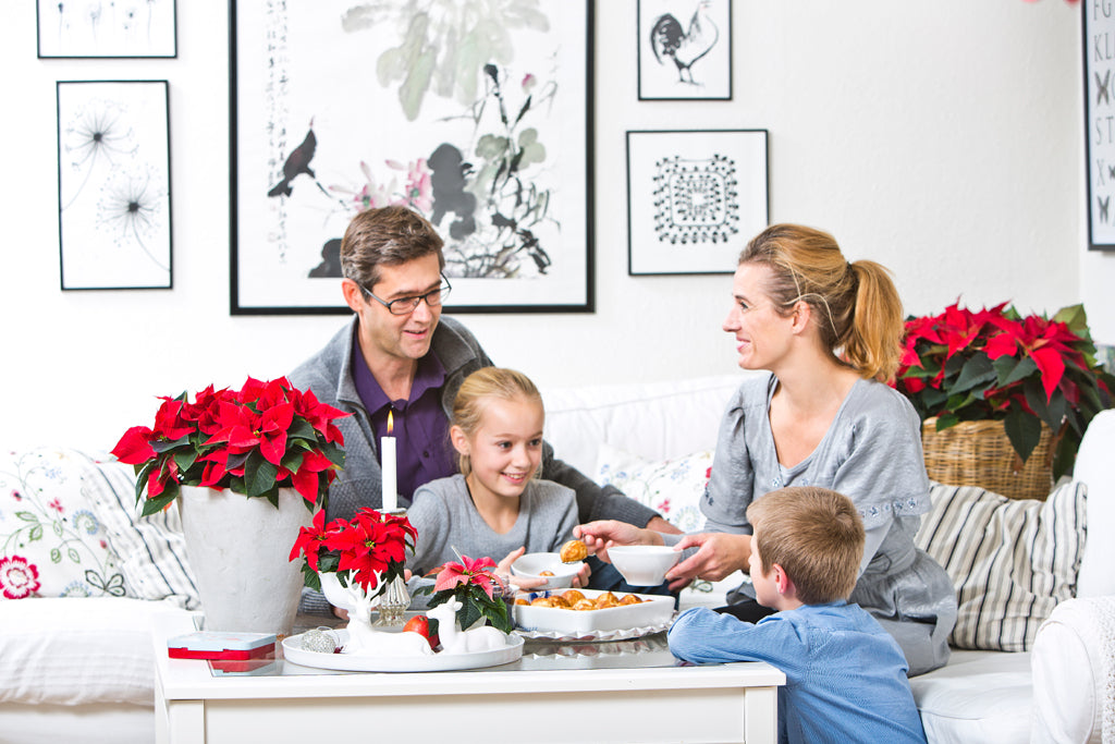 Julstjärna (Euphorbia pulcherrima) som skapar julstämning och familjemys – röd och vit dekoration till julbordet med mini-julstjärnor, presentidéer och DIY-pyssel – Floradania inspiration