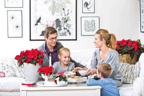 Julstjärna (Euphorbia pulcherrima) som skapar julstämning och familjemys – röd och vit dekoration till julbordet med mini-julstjärnor, presentidéer och DIY-pyssel – Floradania inspiration