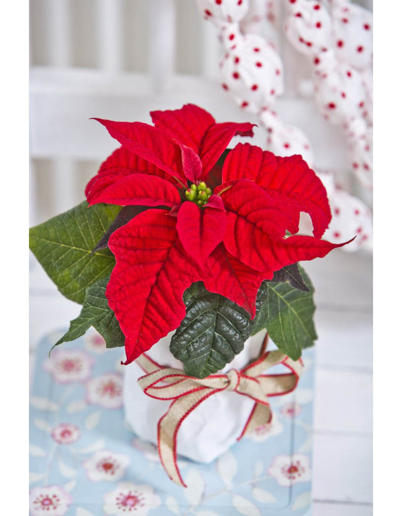Julstjärna (Poinsettia) med röda färgade högblad och gulgröna knoppar – skötsel: ljust läge, rumstemperatur ca 20°C, vattna sparsamt, undvik drag och kyla.