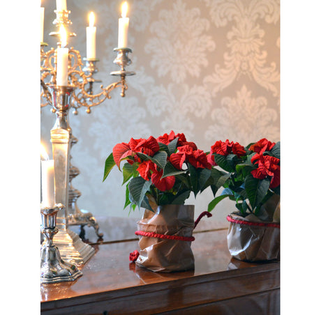 Julstjärna ‘Harlequin’ (Poinsettia) med röda, dubbla och lätt vridna högblad – rosblommande uttryck för julinredning. Skötselråd: placera ljust/soligt, undvik kyla/drag, håll jorden lätt fuktig, vattna ljummet.