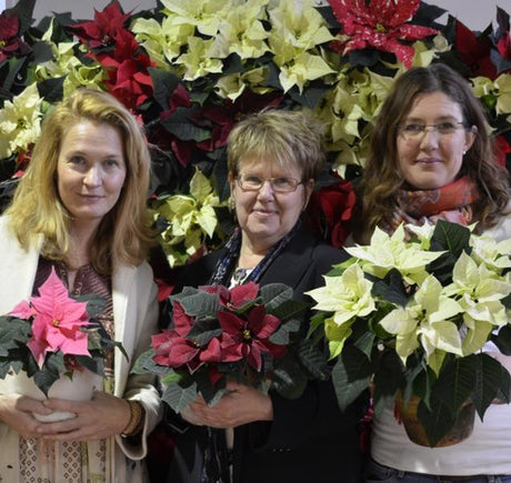 Julstjärnans Dag – Blomsterfrämjandet delar ut röda poinsettior (Euphorbia pulcherrima) på Cityterminalen i Stockholm, hyllning till Joel Poinsett och Mexikos jultradition, symbol för julen.