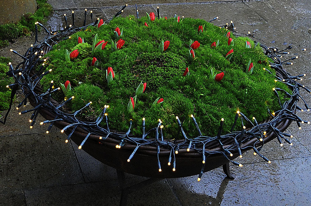 LED-belysning och flerdubbel ljusslinga runt mossarrangemang med små röda jultulpaner i gjutjärnsgryta – stämningsfull dekorationsbelysning i trädgården utomhus.
