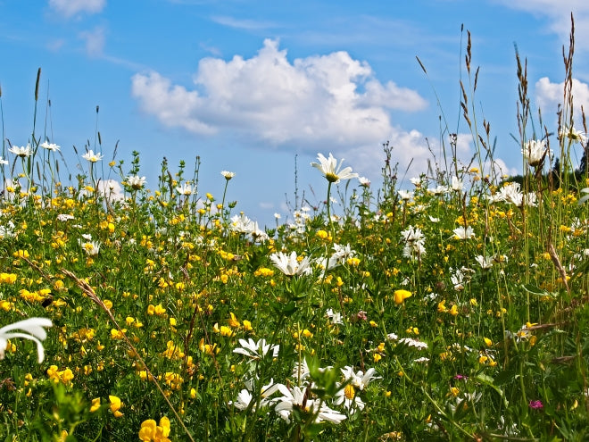 Juni på sommaräng vid Astrid Lindgrens Näs i Vimmerby, Småland - restaurerad ängsmark med gärdesgård, enebuskar och hagtorn, rik biologisk mångfald och pollinatörer.