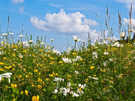 Juni på sommaräng vid Astrid Lindgrens Näs i Vimmerby, Småland - restaurerad ängsmark med gärdesgård, enebuskar och hagtorn, rik biologisk mångfald och pollinatörer.