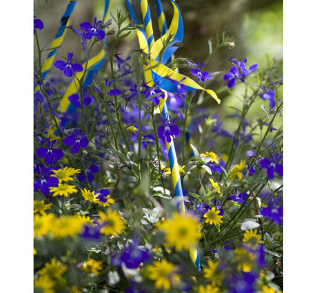 Hängande ampel i juni med sju sorters blommor till midsommar: margerit, blomstertobak, dahlia, lavendel, småpetunia, tvillingsporre och lobelia – svensk sommartradition.