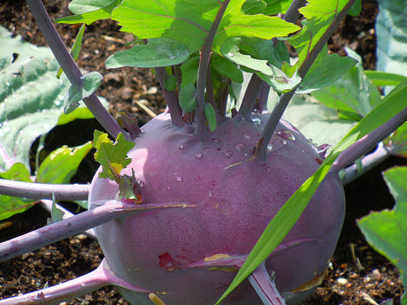 Kålrabbi (Brassica oleracea) i köksträdgården – näringskrävande kål i växtföljd (skifte 1), ekologisk odling med gröngödsling för bättre jordhälsa och förebyggd klumprotssjuka samt skadegörare.