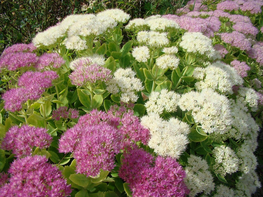 Kärleksört (Hylotelephium, f.d. Sedum) i sensommarblom med rosa/röda klasar som lockar fjärilar och humlor – lättskött perenn för soligt, torrt, väldränerat läge i mager jord och biologisk mångfald.