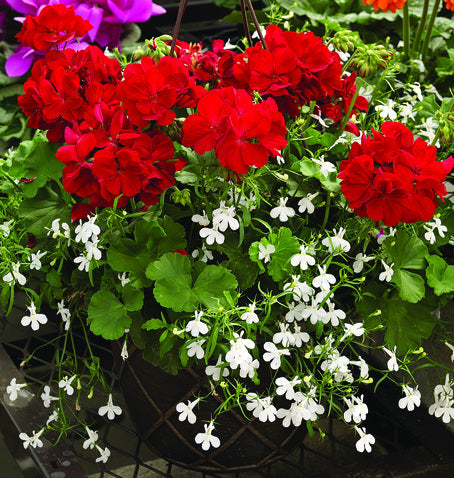 Kärlekspelargoner i samplantering med lobelia på solig, vindskyddad balkong/uteplats; pelargoner i väl dränerad pelargonjord med lecakulor för rik blomning. Rätt vattning och svag näring, ta bort vissna blommor. Foto: Blomsterfrämjandet/Syngenta.