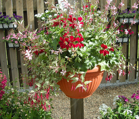 Hängpelargon kaskad (Pelargonium peltatum) i stor ampel tillsammans med fuchsia och gaura – frodig, rikblommande och tålig sommarplantering för balkonglåda och uteplats, självrensande hängpelargoner med kaskadliknande växtsätt.