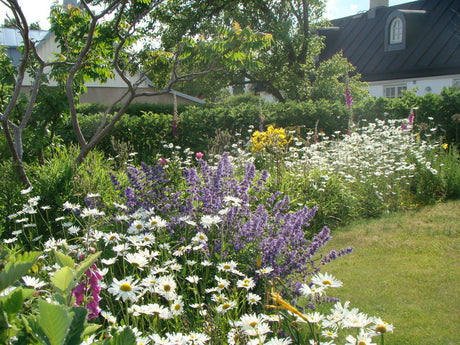 Katarinas penna och spade – hitta din personliga trädgårdsstil: analysera trädgården, prioritera drömmar, budget och skötsel; inspiration från cottage garden, modern stilren trädgård och köksodling. Text och bild: Katarina Kihlberg