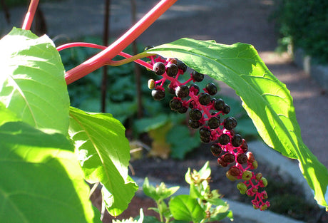 Giftinformation: Kermesbär (Phytolacca americana) – råpressad bärsaft färgar vin och saft röd; fröna är giftiga och växtsaften kan irritera hud och slemhinnor.