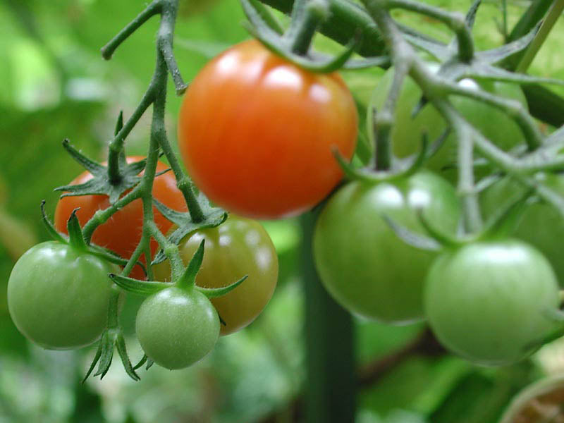 Kinesisk tomat ‘Mei Wei’ – tomatsort i släktet Solanum (Solanaceae) för dig som vill så tomatfrön, förkultivera och odla tomater i växthus eller på friland; tjuvning och gödning för bättre skörd.