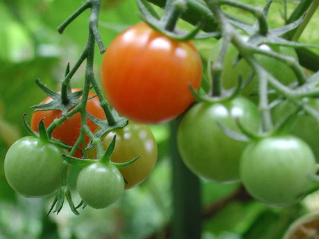 Kinesisk tomat ‘Mei Wei’ – tomatsort i släktet Solanum (Solanaceae) för dig som vill så tomatfrön, förkultivera och odla tomater i växthus eller på friland; tjuvning och gödning för bättre skörd.