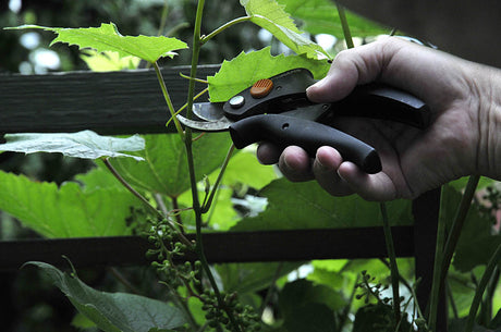 Släpp in ljuset: pincera vinranka genom att klippa 2 blad efter klasen efter blomningen för bättre luftcirkulation, gallring av blad/klasar och snabbare mognad av druvor.