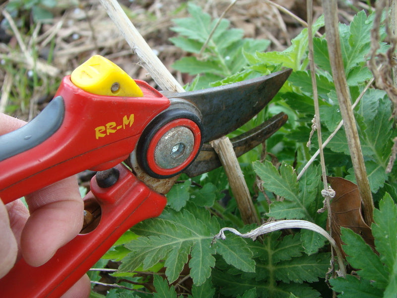 Klipp ner perenner i april – rensa fjolårsriset för nya skott. Trädgårdsarbete med räfsa på gräsmattan, bekämpa mossa och förbered balkongen med tåliga vårblommor.