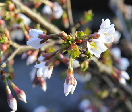 Närbild av dvärgkörsbär Prunus incisa ’Kojou-no-mai’ – prydnadsträd med tidig vårblomning; ideal för trädgård och kruka i soligt, vindskyddat läge med stark höstfärg.