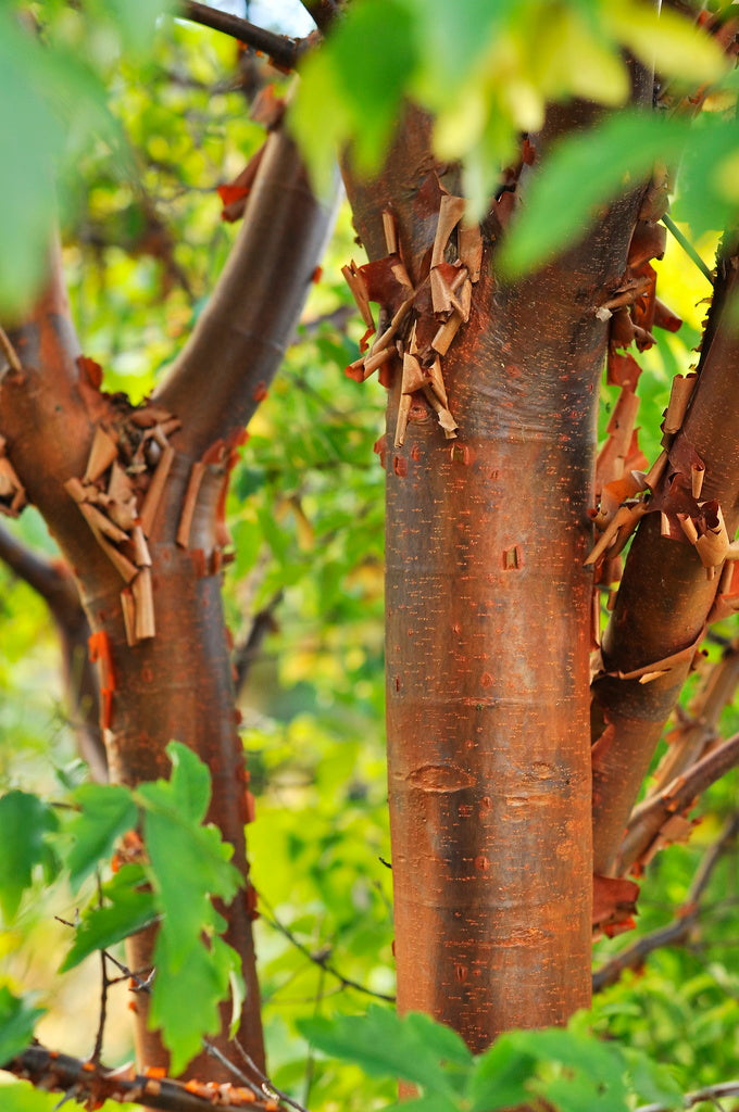 Kopparlönn (Acer griseum) i trädgård – flagnande kanelbrun bark med metallisk lyster, treflikiga blad och eldiga höstfärger; långsamväxande prydnadsträd för mullrik, väldränerad jord i vindskyddat läge