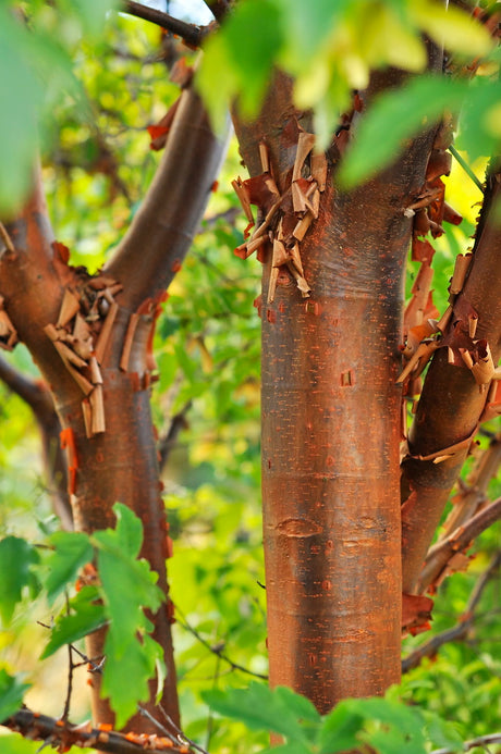 Kopparlönn (Acer griseum) i trädgård – flagnande kanelbrun bark med metallisk lyster, treflikiga blad och eldiga höstfärger; långsamväxande prydnadsträd för mullrik, väldränerad jord i vindskyddat läge