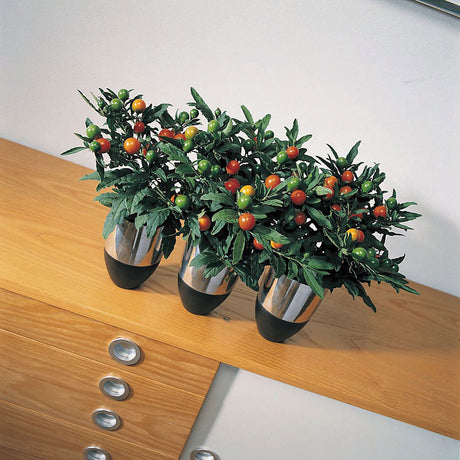 Korallbär (Solanum pseudocapsicum) – lättskött, tålig prydnadsväxt och krukväxt med röda bär för jul och advent; för inomhus, balkong och terrass; sorter Mandarin, Ballon, Thurino; bären är oätliga.