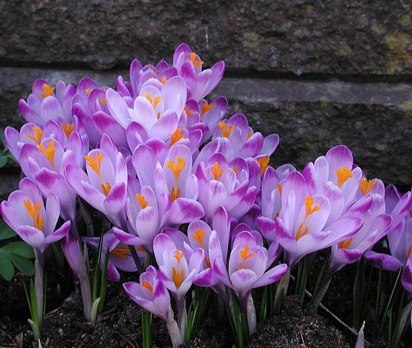 Krokus i kruka och rabatt – tidig vårblomning av frosttåliga, fördrivna vårlökar för balkonglådor, altankrukor och trädgård.