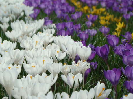 Krokus – vårlök i blom i trädgården, från kruka till rabatt. Plantera ut kruklökar efter blomning, tillsätt benmjöl och höstgödsling, låt blasten vissna ned för fleråriga, återanvända lökar.