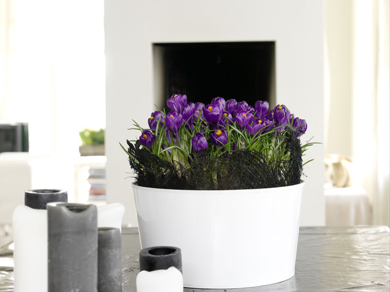 Krokus i svala blå toner – lökväxt och månadens blomma i januari som ger vintern energi och vårkänsla; ljust läge och sparsam vattning.