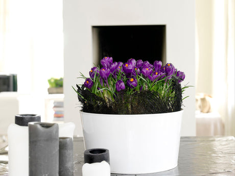 Krokus i svala blå toner – lökväxt och månadens blomma i januari som ger vintern energi och vårkänsla; ljust läge och sparsam vattning.