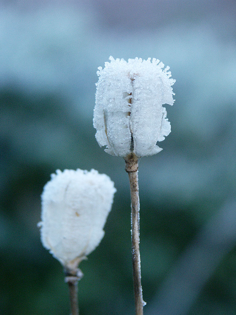 Krollilja som vinterståndare med rimfrost på fröställningar – perennens vintersiluett i trädgården, gynnar naturlig fröspridning (köldbehandling) och biologisk mångfald.