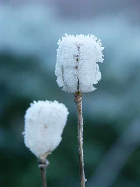 Krollilja som vinterståndare med rimfrost på fröställningar – perennens vintersiluett i trädgården, gynnar naturlig fröspridning (köldbehandling) och biologisk mångfald.