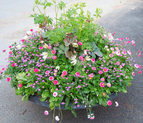 Perennkruka för vårplantering med rosa förgätmigeja, Bellis (tusensköna), vit lungört (Pulmonaria), backsippa (Pulsatilla), vitt fänrikshjärta och julros – tålig svensk trädgård att plantera ut i rabatt.