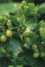 Krusbär (Ribes uva-crispa) på buske – odling, sortval och skötsel: Hinnonmäki gul/röd, Invicta, Martlet, Lepas; plantering, beskärning, pollinering, mot mjöldagg; skörd till sylt, saft och gelé.