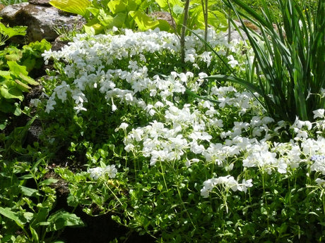 Krypflox (Phlox stolonifera), rödblommande, stolonbildande marktäckare; riklig maj–juni-blomning, härdig och lättodlad i halvskugga–skugga under lövträd. Årets Perenn 2017.