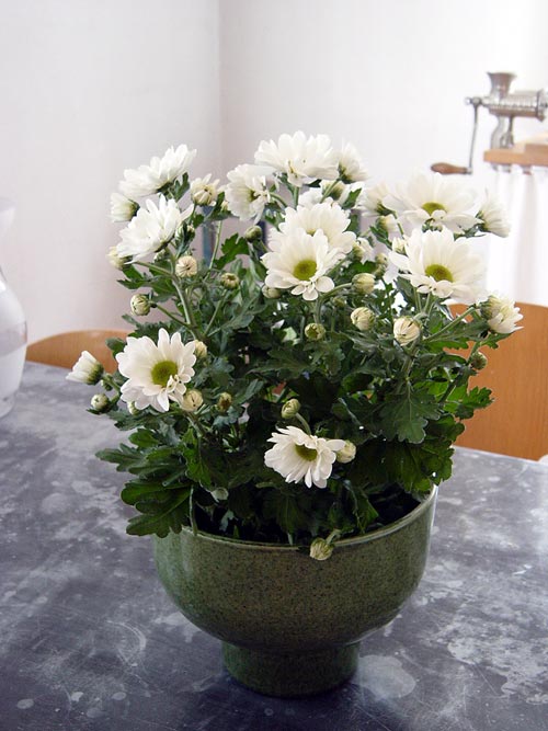 Krysantemum (Dendranthema grandiflorum) – storblommig Asteraceae för inne och ute; lång blomningstid, hösttålig, många färger (ej blå), trivs ljust, svalt och med jämn bevattning.