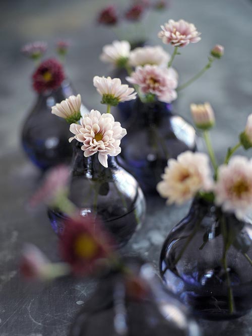 Krysantemum (Chrysanthemum), guldblomma i familjen Asteraceae – tålig hybrid från Japan och Kina; mångsidig höstblomma i många färger, populär som snittblomma och krukväxt med lång hållbarhet och luftrenande egenskaper.