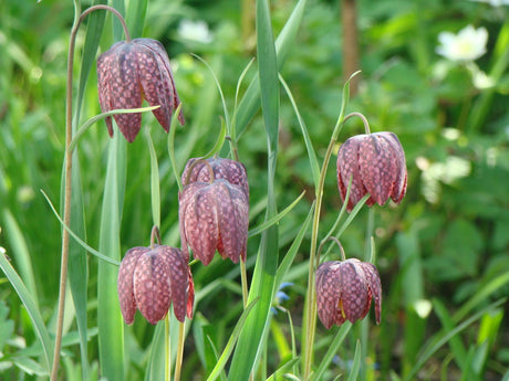 Kungsängsliljor som blommar i vårträdgård – nyrensad rabatt, jordförbättrad med kompost/kogödsel; rensa rabatter och plantera perenner för sommarens blomning.