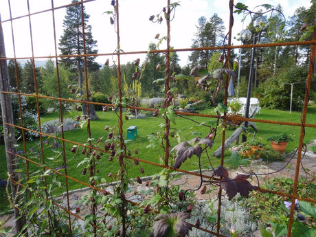 Klättrande stormhatt, blålila perenn som blommar i trädgården i Malmberget, Lappland – september och höstkänsla i klar luft men ännu ingen frostnatt.