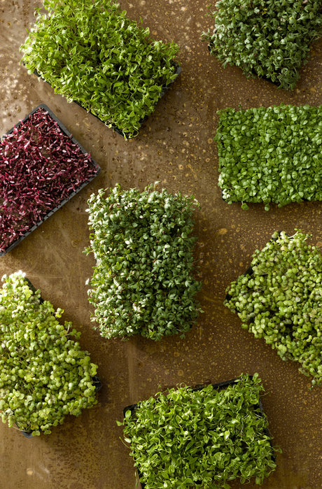 Smörgåskrasse (Lepidium sativum) odlad på fat med fuktat hushållspapper i köksfönster – snabb groddtid, enkelt att odla inomhus för barn och nybörjare, vitaminrika gröna skott att skörda till smörgås och sallad.