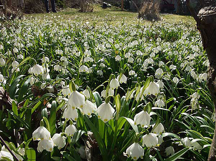 Snöklocka (Leucojum vernum) – vårblommande vårlök som ger vårens blomsterprakt; plantera på hösten i väldränerad jord, sol till halvskugga, med narcisser, tulpaner och hyacinter.