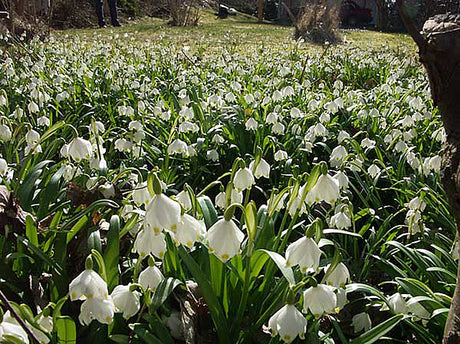 Snöklocka (Leucojum vernum) – vårblommande vårlök som ger vårens blomsterprakt; plantera på hösten i väldränerad jord, sol till halvskugga, med narcisser, tulpaner och hyacinter.