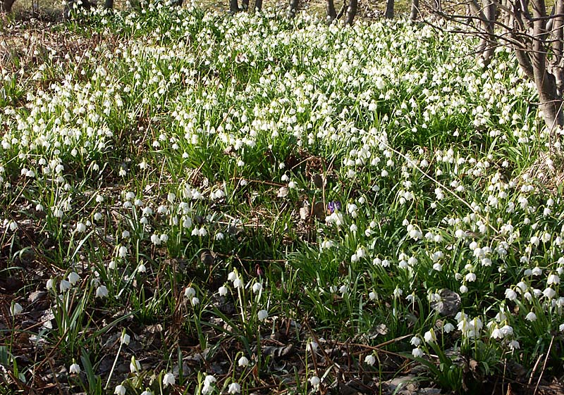 Snöklocka (Leucojum vernum) i massförekomst – tät blommande vårmatta av vårblommor från lökar i lundmiljö, gynnar tidiga pollinatörer.
