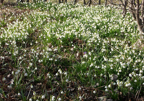 Snöklocka (Leucojum vernum) i massförekomst – tät blommande vårmatta av vårblommor från lökar i lundmiljö, gynnar tidiga pollinatörer.