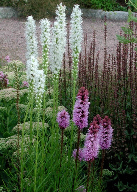 Rosenstav (Liatris spicata), perenn i familjen Compositae med vita och lilarosa höga spiror på sensommaren och smala, silvriga blad i rosett; trivs på ljus plats i direkt sol.