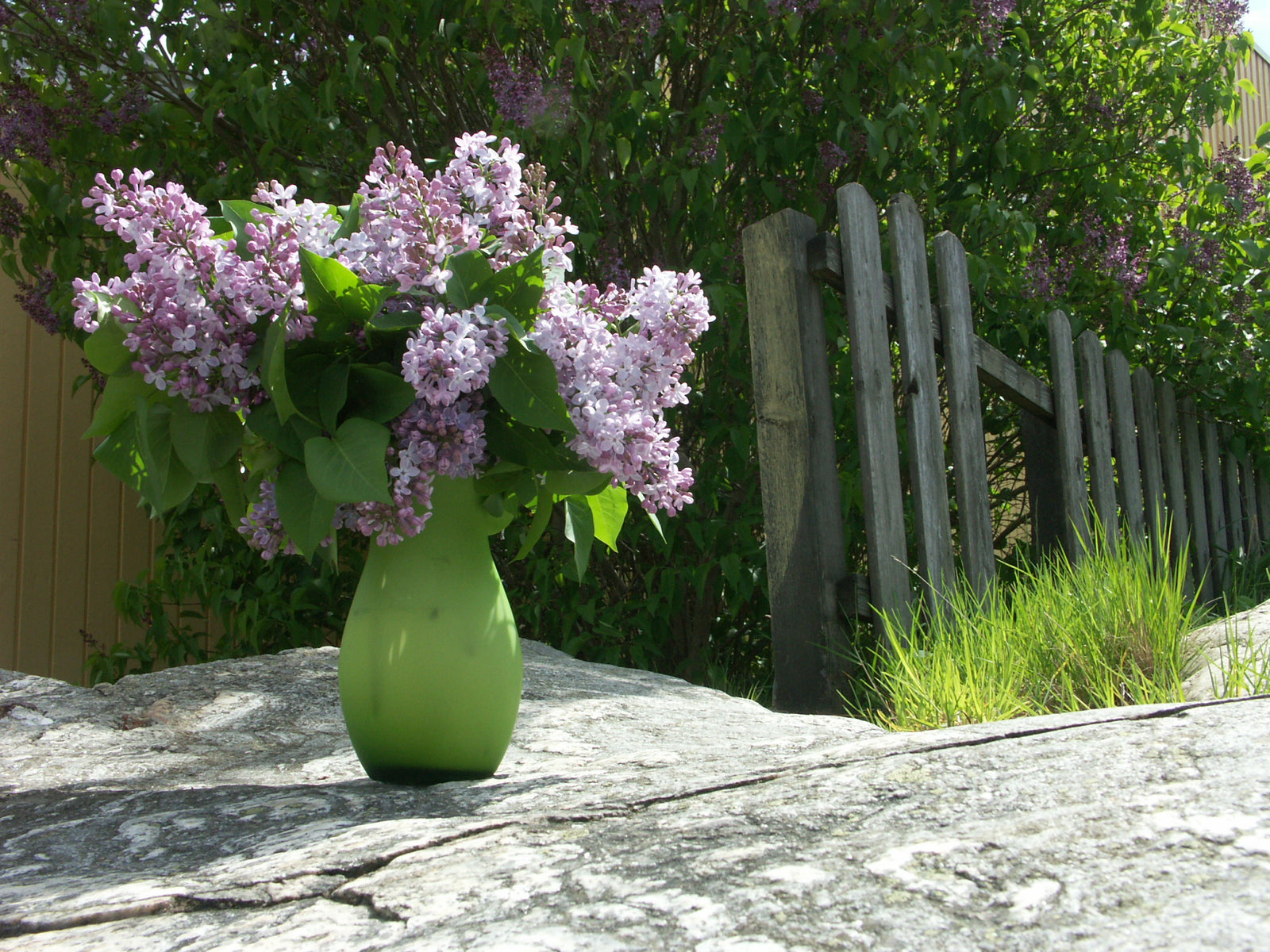 Bukett av lila syrener i vas – bondsyren (Syringa vulgaris) med doftande blomklasar i maj–juni; odling och skötsel med beskärning och rotskottshantering.