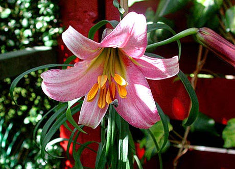Lilium 'Amethyst Temple' – orientalisk hybridlilja i svensk trädgård; doftande prydnadslilja för rabatt och kruka; odla liljor med rätt jord, god dränering, djup plantering och vinterförvaring.
