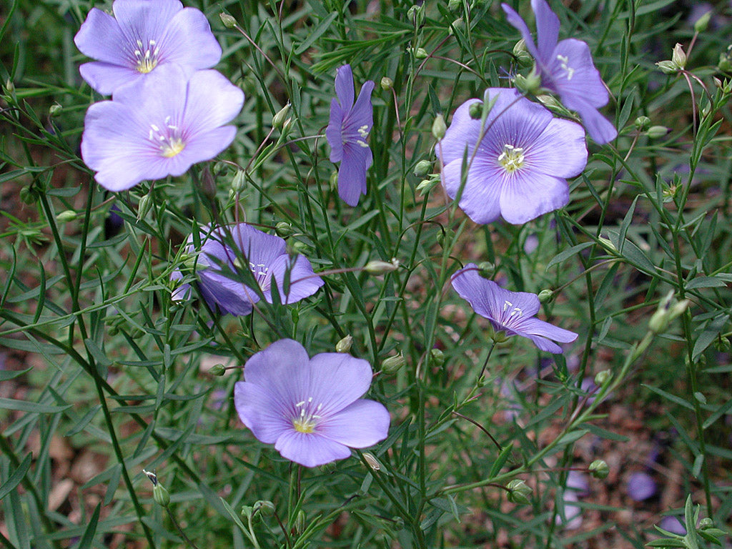 Berglin (Linum perenne) – detalj av ljusblå blommor och smala, barrlika blad i stenparti; lättskött, torktålig perenn för full sol och väldränerad jord.