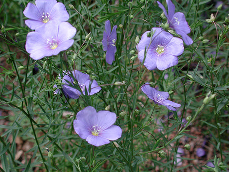 Berglin (Linum perenne) – detalj av ljusblå blommor och smala, barrlika blad i stenparti; lättskött, torktålig perenn för full sol och väldränerad jord.