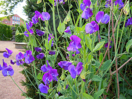 Ljuvliga luktärter (Lathyrus odoratus) i blom – väldoftande sorter för odling i trädgård och kruka; doft, förkultivering, direktsådd, klätterstöd; Grandiflora och Spencer.