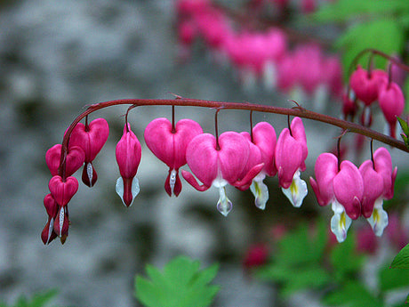 Löjtnantshjärta (Dicentra spectabilis) i blom vid torpet – klassisk torpväxt och lättskött perenn, ett tidigt försommarblomster som gynnar pollinerare i den gammaldags trädgården.