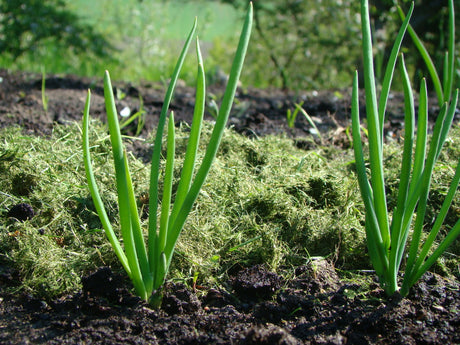 Odla matlök: plantering av sättlök (gul lök, Allium cepa) i väldränerad jord på våren – 5 cm mellanrum, toppen ovan jord, jämn vattning för skörd och lagring